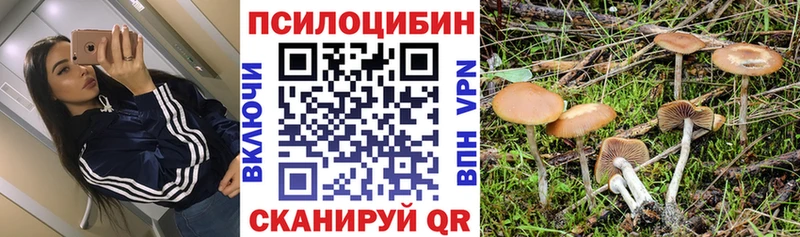 Купить где  Ухта  Псилоцибиновые грибы Psilocybe 
